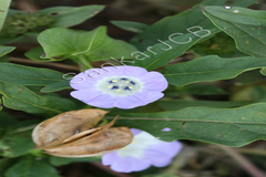 Nicandra physalodes